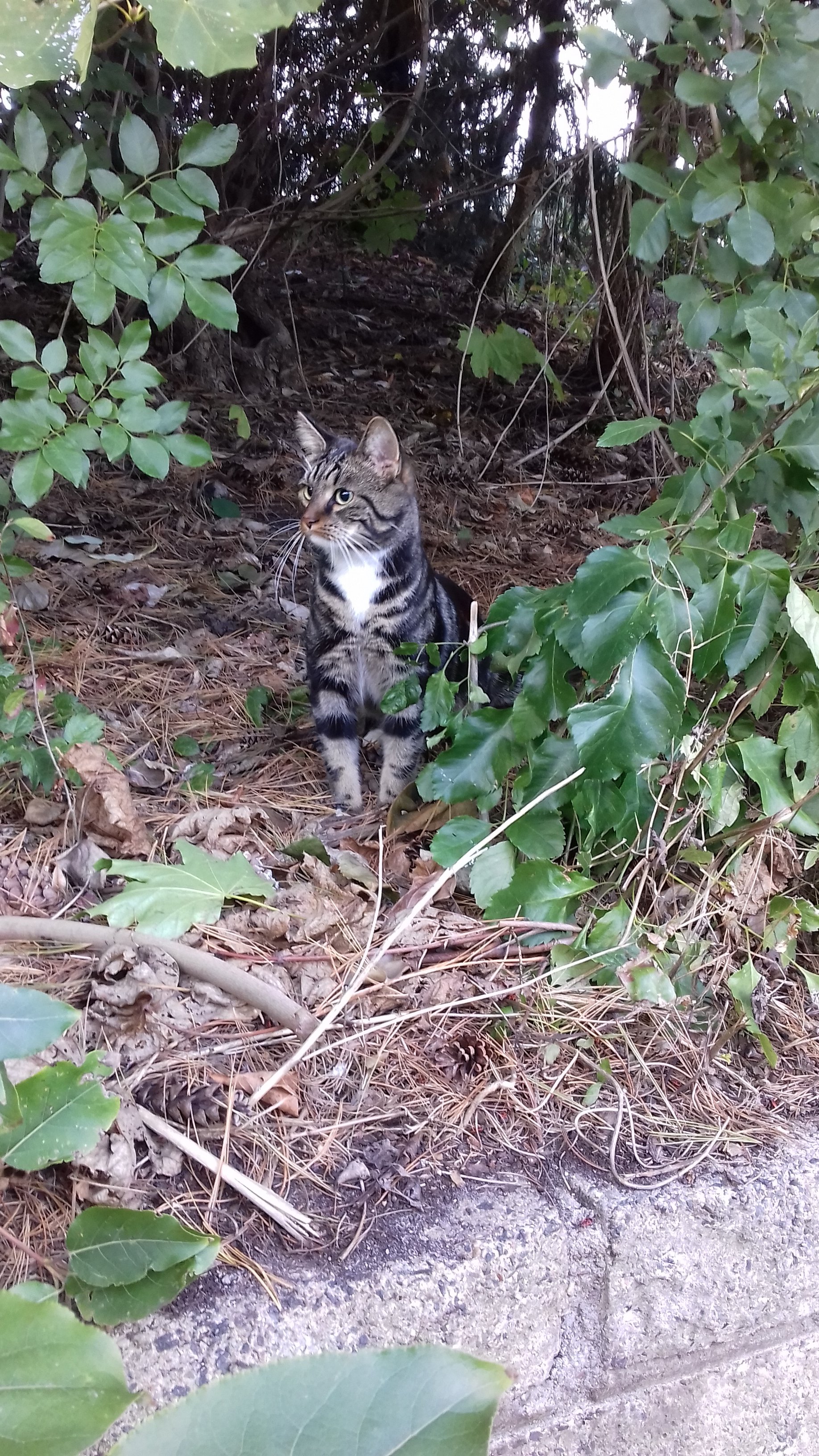 Unser kleines Katzenmädchen...