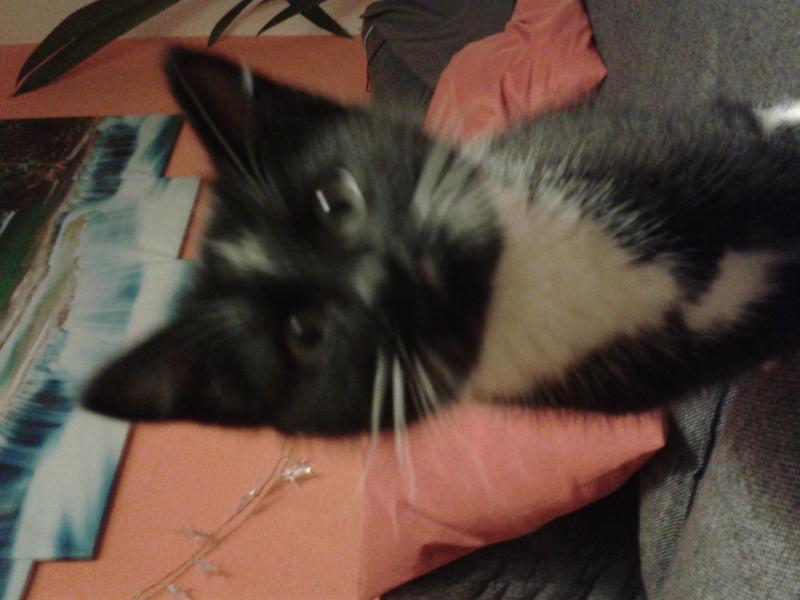 unser Neuzugang seit 1 Woche:Nero