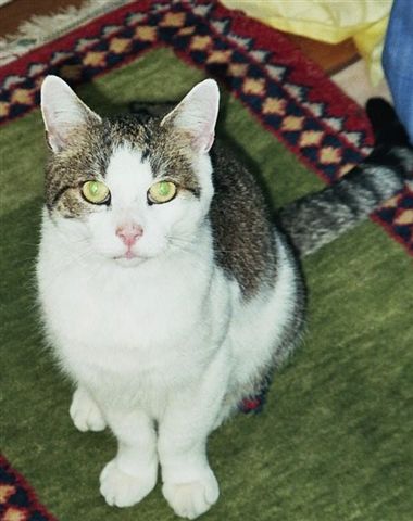 Unser Oskar, der nach einem Leben im Freien wenigstens noch drei schöne Jahre bei uns verbrachte