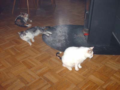 Unsere 3 Süßen Damen. Hinten Mama Lissy 7 Jahre , Mitte  Tochter Paula 5 Jahre , Vorne Tochter Forty 5 Jahre leider verstorben am 26 Mai 2011 .