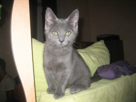 unsere Bella ~ geb. am 06.06.11
unser Belli-Mäuschen