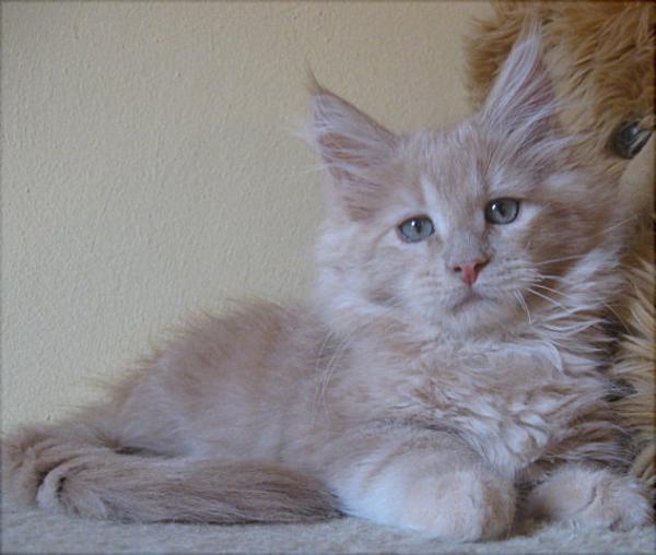 Unsere Honig-Prinzessin mit ca. 11 Wochen