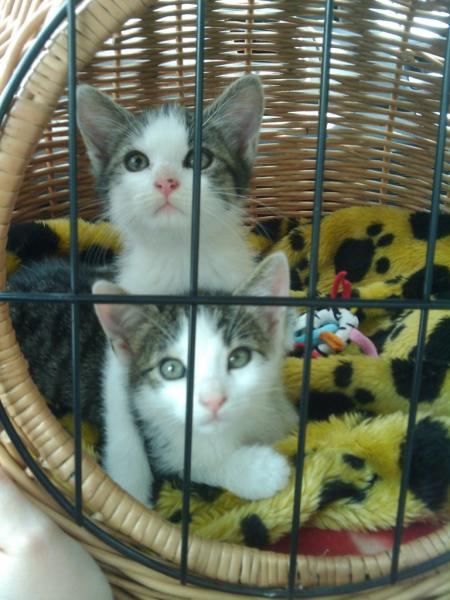 Unsere Katzenmutti holt uns zu sich nach Hause