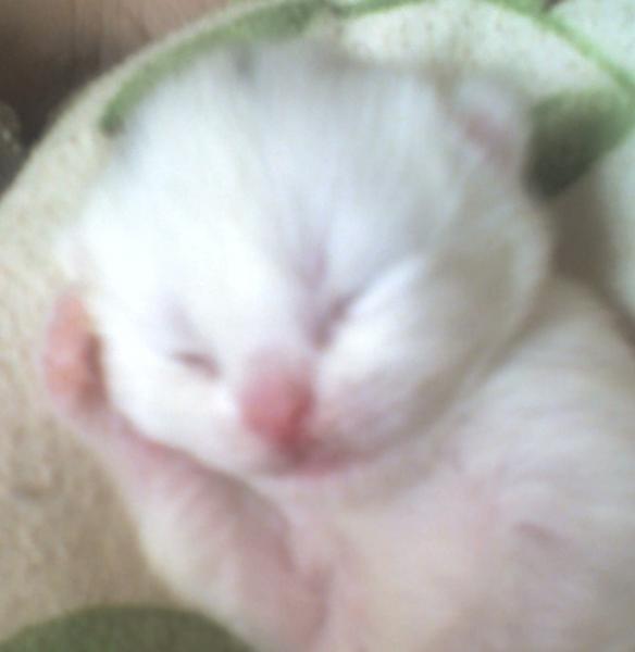 unsere kleinste. hier bin ich 8 tage alt.von mir gibt es noch nicht viel zu erzählen. denn ich tu ja noch ganz viel schlafen. damit ich groß und stark werde.