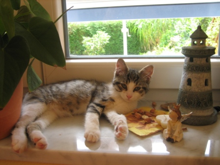 unsere Mia ~ geboren am 10.06.11
unser Sonnenscheinchen