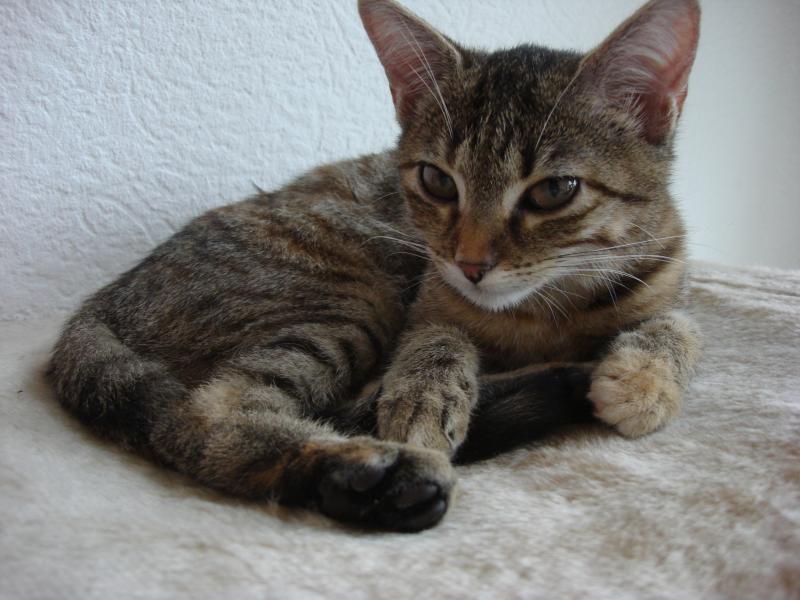 Unsere Mietze Katze.