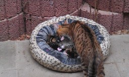 Unsere Mietzi mit ihren Kleinen. Sie war sehr fürsorglich und eine tolle Katzenmama. Inzwischen sind die Kleinen schon ausgezogen und haben ein neues Zuhause gefunden.