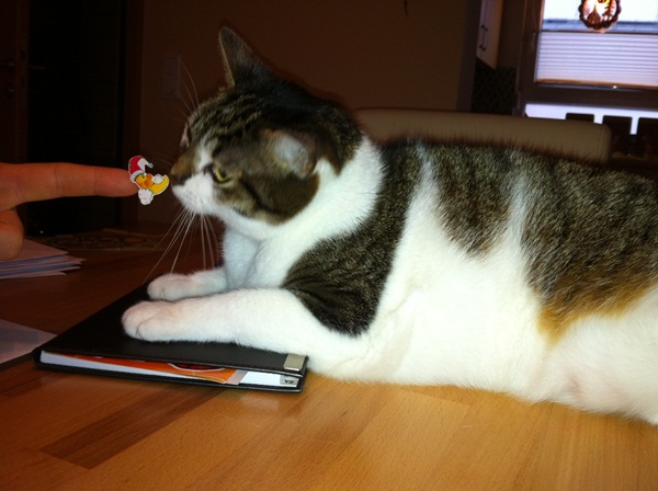 Unsere Missy (Zugang Aug 2011)
Als sie kam, hatte die Ärmste 7,6! kg - jetzt hat sie nur 5,9, Tendenz weiter fallend :-)