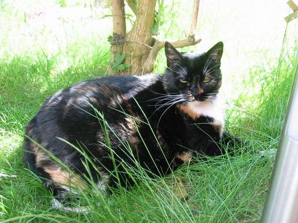 Unsere Sternenkatze Rusty