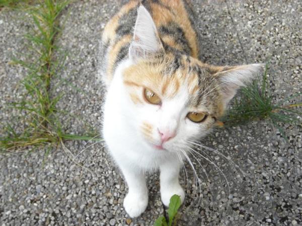 Unsere tapfere Tinky