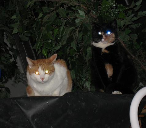 Unsere zwei Nachtleuchten