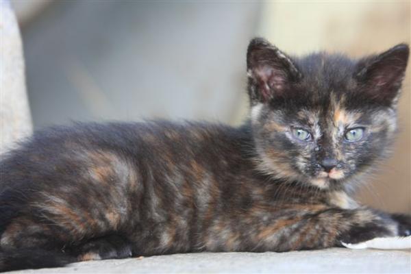 unsre freche Jelly Bee