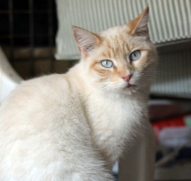 Valentino, kommt 25.9. aus Spanien an