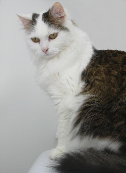 Vicky (danke an meine Katzensitterin für das schöne Bild)