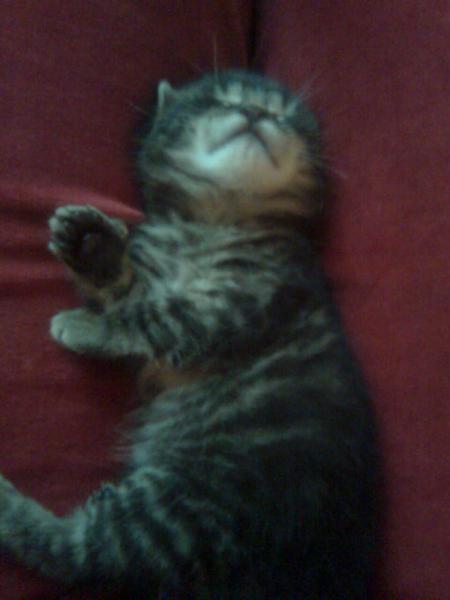 Viktor  mit ca. 6 Wochen