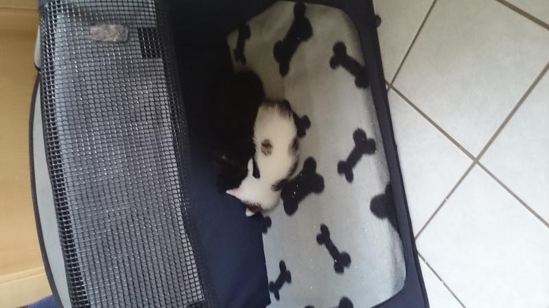 Voll süß die kuscheln immer so