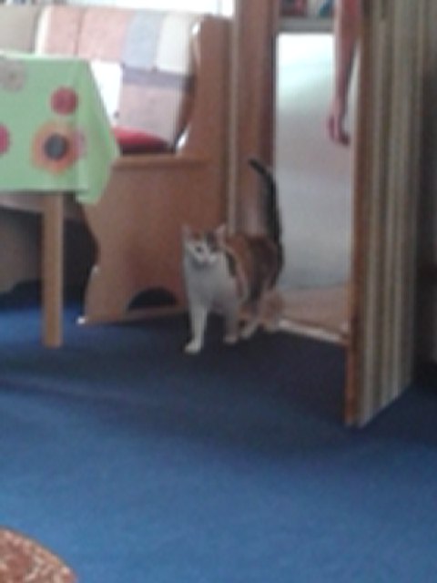 Vom Streifzug zurück