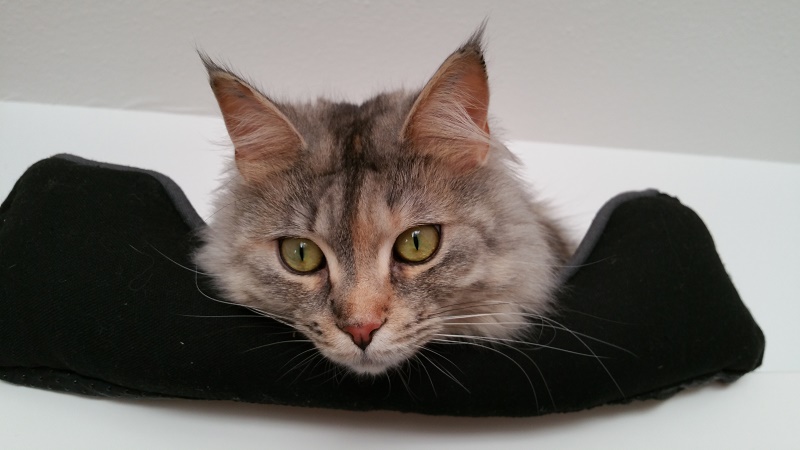 Von hier oben kann ich ALLES sehen! Gut dass mein Katzenbett hier oben auf der Vitrine steht..