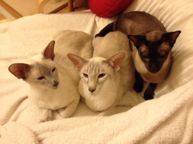 von links: Baby Fee, Herr Purzel, Frau Mäusi