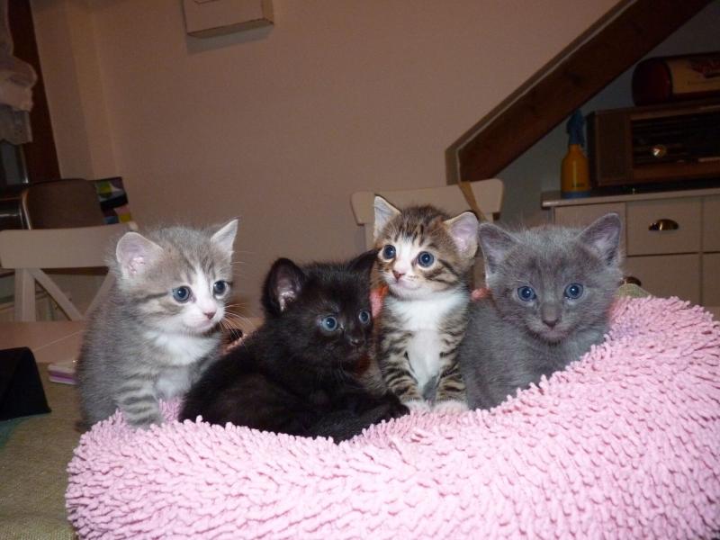 von links nach rechts: Renode, Lucky, Jaspar, Ignatz