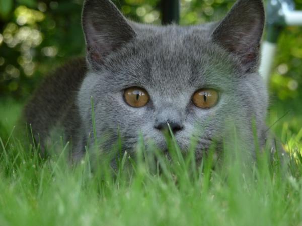 Wachsam im Garten;-)))9