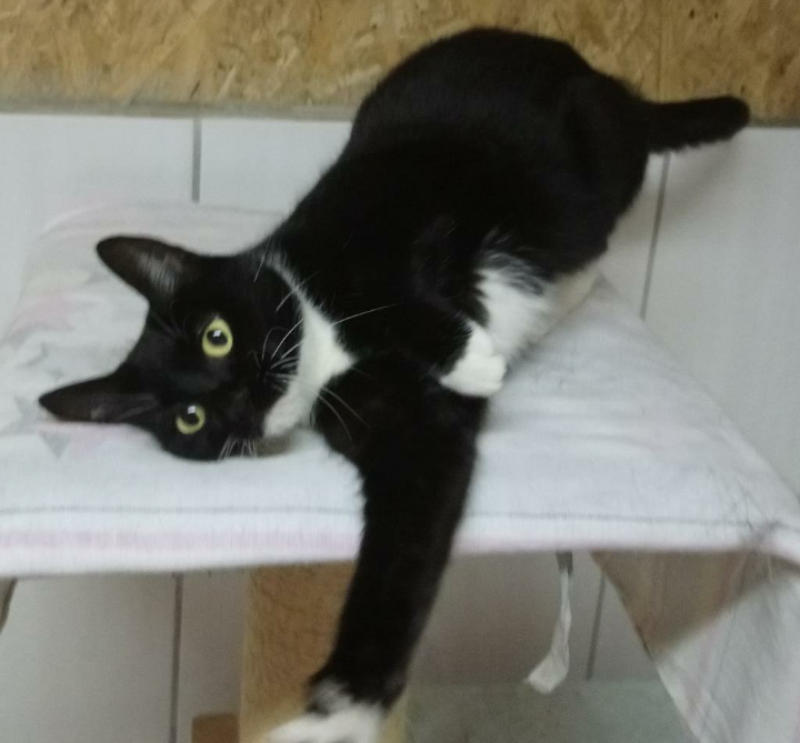 Was für eine Name passt zu unserer "Mausi"?