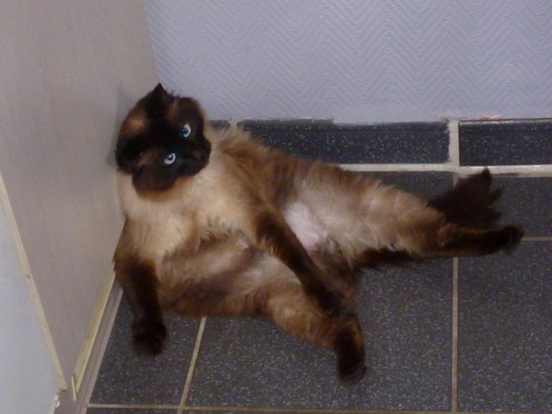 Was guckst Du so? Ich putze mich immer so!!!