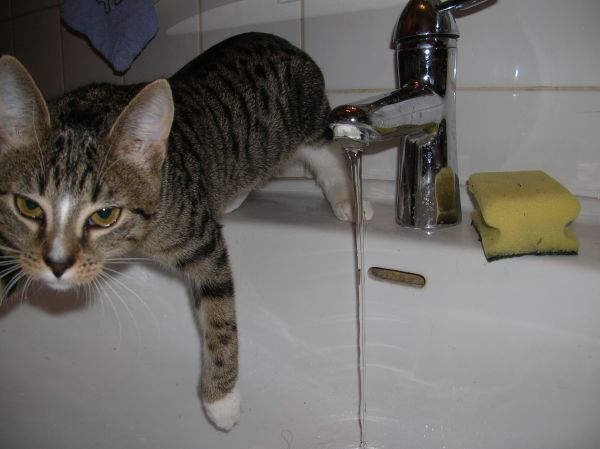 Wasserscheu !!! Neeee!