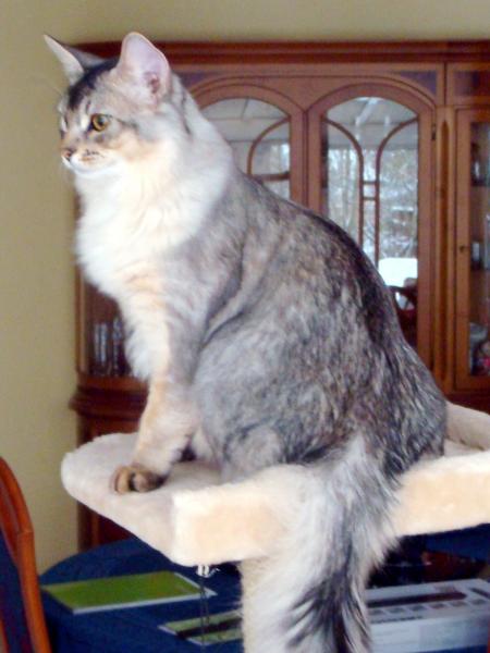 Watson 7Mon.
Somali black-silver