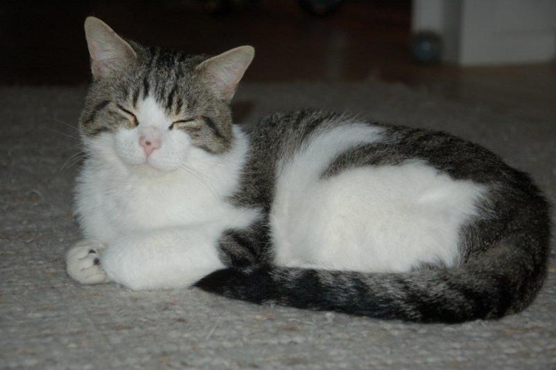 Wendelin fühlt sich wohl :-)