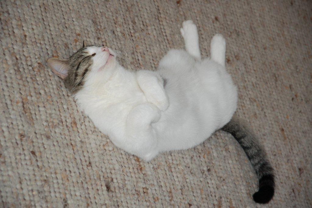 Wendelin schläft II