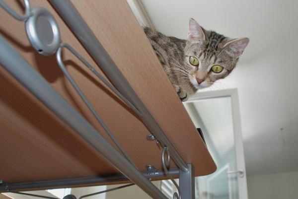 Wenn Cleo nicht bei den Kleinen liegt, dann passt sie von ausserhalb auf, dass nix falsches passiert :)