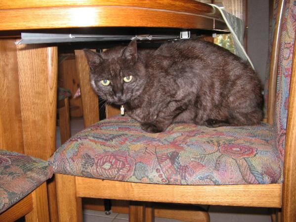 Wenn ich bös genug gucke, vielleicht geht sie dann!