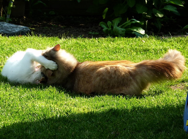 Wer ist der stärkere .