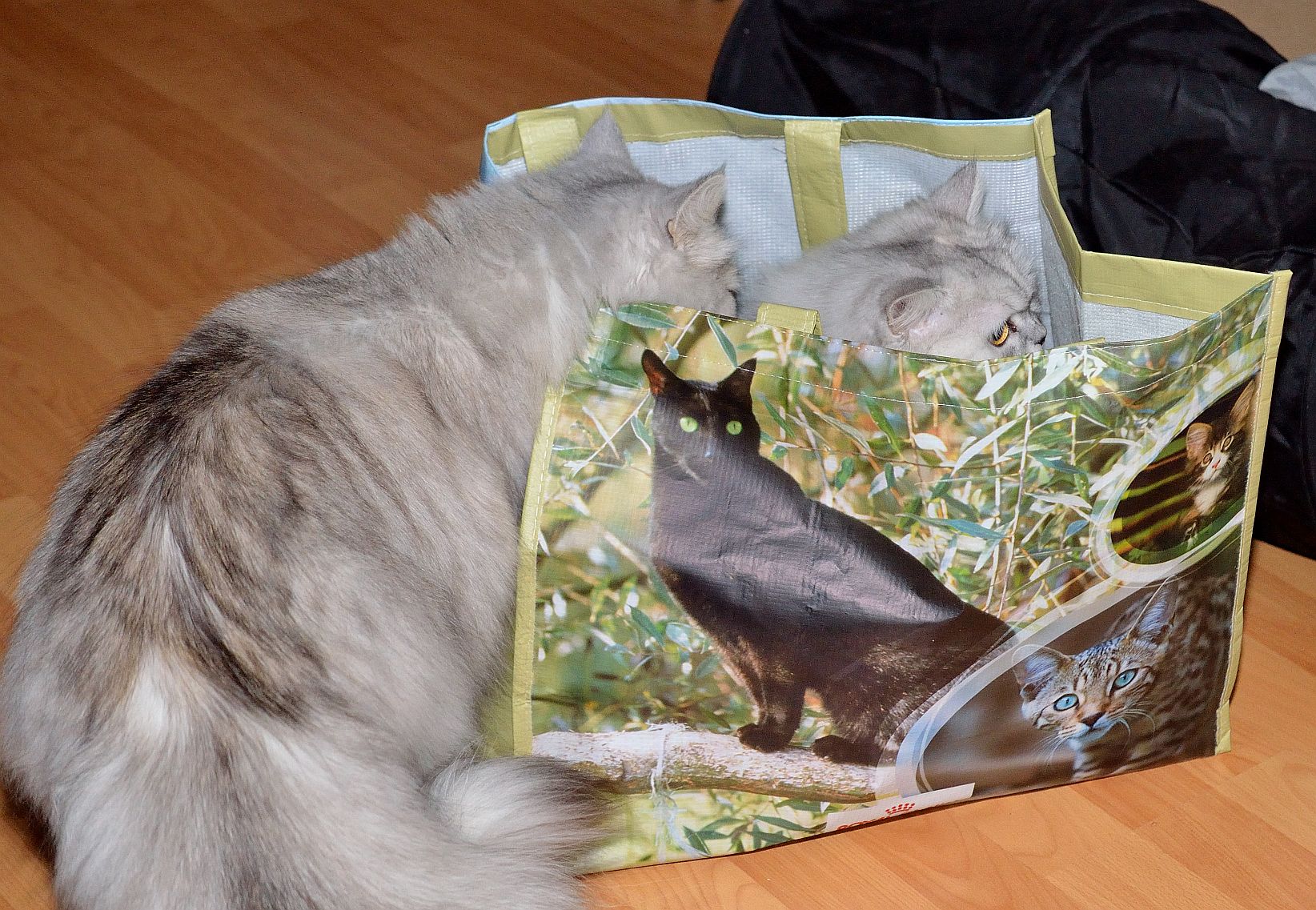 Wer ist schneller in der Tüte?