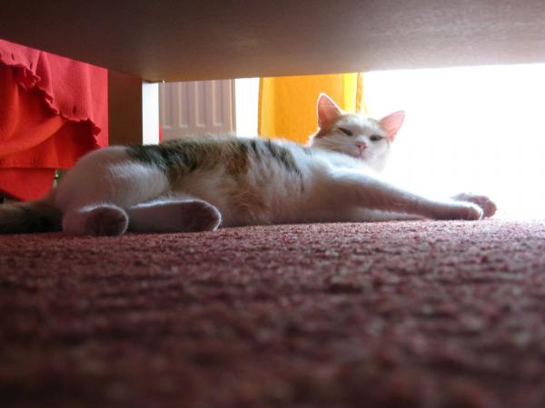 Wer stört mich bei meinem Nickerchen?