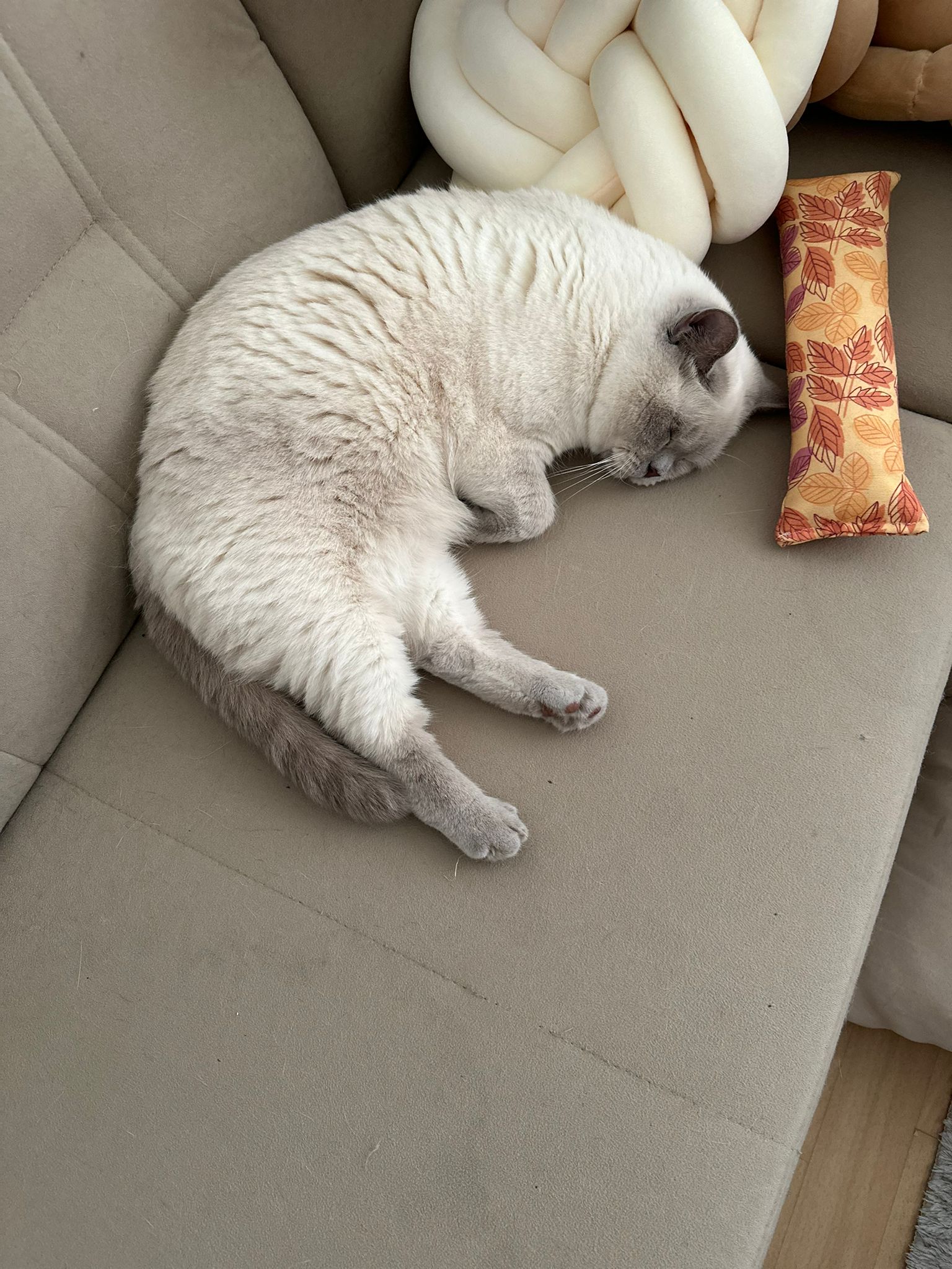 WhatsApp Bild 2025-08-10 um 17.23.38_89859ca3.jpg