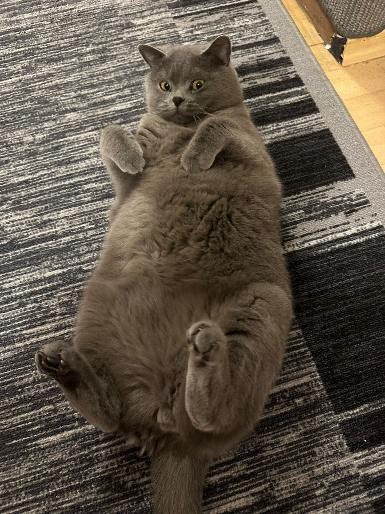 WhatsApp Bild 2025-08-10 um 17.23.38_ed65cac0.jpg