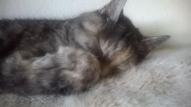 WhatsApp Image 2016 11 10 at 09.54.03