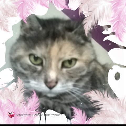 WhatsApp Image 2016 11 10 at 09.56.02