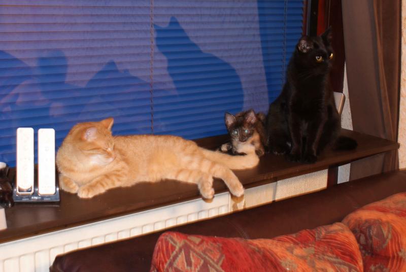 Whisky, Amy und Jolly, der jedoch voriges Jahr über die Regenbogenbrücke ging.