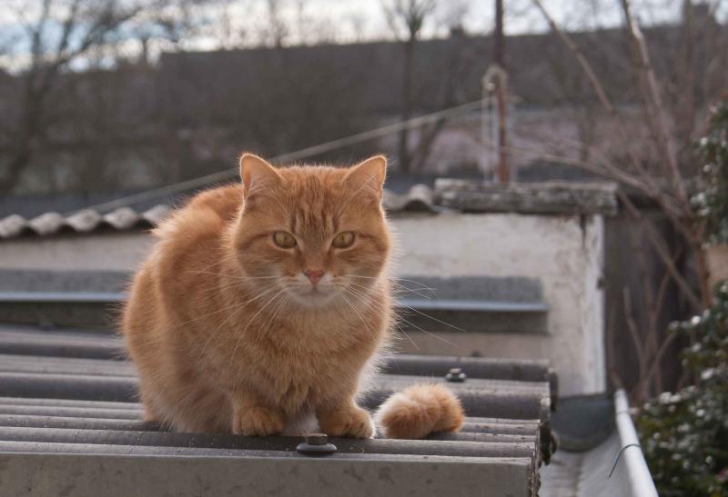 Whisky mein Schmusebär