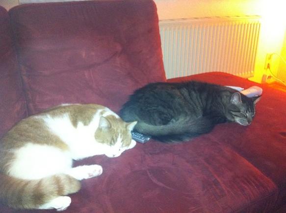 wie der große , so der kleine. syncronschlafen.