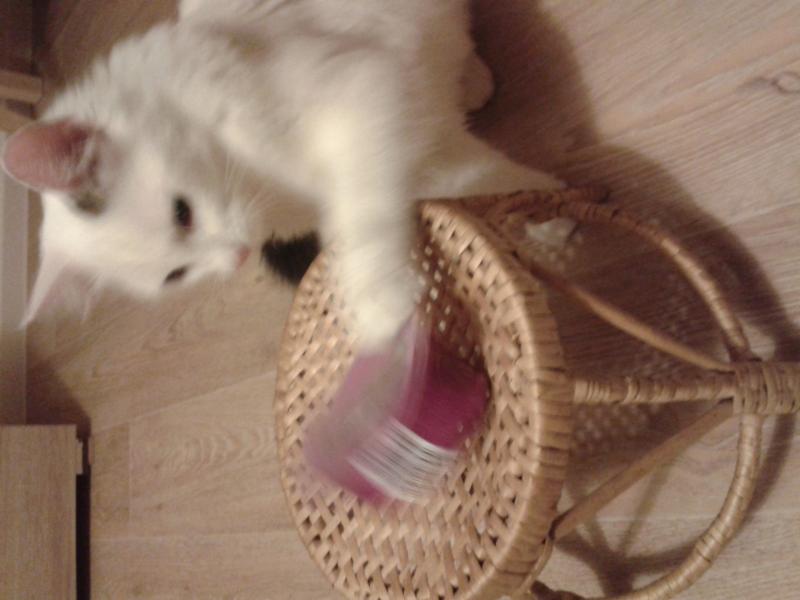 wie krieg ich bloß die Leckerlis auf...?