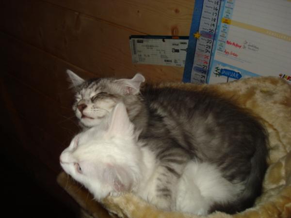 Wir schlafen immer so!! Mal schauen,wie lange wir noch beide darin Platz haben...