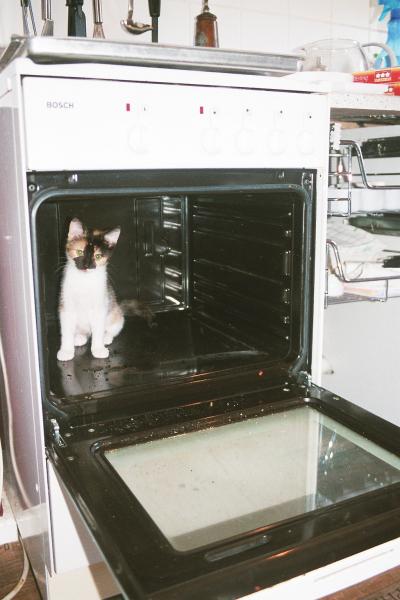 Wollen Katze liebel loh?