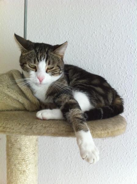 Wuschl auf seinem Tron