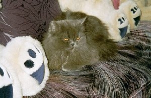 Wusi, meine verschmusste.....