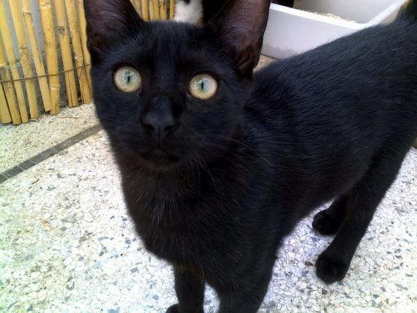 Yoda - 3,5 Monate alt