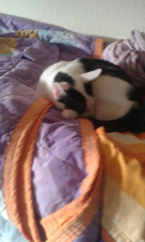 Yoshii schläft aufm Wäscheständer